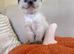 2 Ragdoll kittens