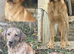 Goregous Labrador Puppies