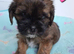 Beautiful shorkie puppies nearly ready