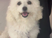 *REDUCED*READY TOMORROW 7th Cavapoochon pupps