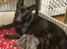 LAST BLUE GERMAN SHEPHERD PUPPY