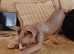 Beautiful 5-month-old female Sphynx looking for her forever home