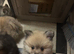Pomeranian Puppys &pound;700