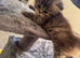 Stunning doll face Persian kittens