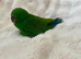 Eclectus Parrot
