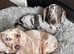 Beautiful cut little smooth coat dachshund puppies