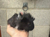 Gorgeous Guinea Pigs