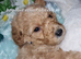 Full Poodles