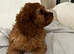 Cavapoo puppy 1 boy available