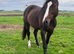 Thoroughbred mare