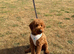 Miniature Poodle