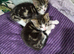3 beautiful kittens