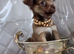Tiny chihuahua puppies