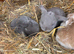 7 Mini lops - waiting list open