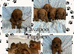 Miniature KC Poodle & Toy KC Poodle Studs