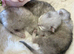 Stunning Silver Tipped Longhair Kittens