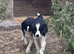 Border Collie Puppies - Working Parents - Black and White - Male and Female