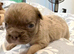 6 beautiful French bulldog puppies