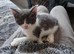 6 kittens looking for there new homes