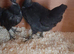 4 Necked neck bantam chickens