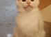 White Maine Coon Kitten