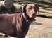 Beautiful natured dobermann