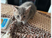 beautiful blue and lynx british shorthair