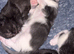 4 kittens for sale