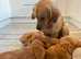 Beautiful mini golden doodle puppies