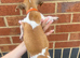 Traditional Jack Russell