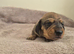 GORGEOUS MINI DAXI READY SEP 21ST