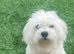 Maltese Dog Available for Stud