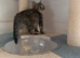 BSH Silver X bundles of love