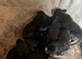Vizla x lurcher pups