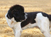 Spanish import kc registered Newfoundland boy