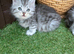 MAIINE COON X SIBERIAN FOREST CAT