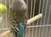 Black wing budgie for sale