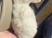 Unique Angora x lionhead 8 weeks