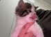 4 kittens for sale 2 boys 2 girls