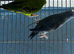 Lineolated parakeets