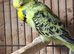 Exposition Budgies and Australian Budgies