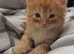2 male kittens left