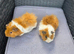 Bonded boars