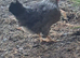 3 legbar hens and unrelated Cockerel