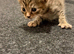6 gorgeous kittens