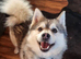 little Pomsky&rsquo;s puppies small 3 girls 2 boys reduce in price