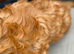 3cockapoo puppies left to a loving home
