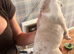 Pocket American Bully Puppies