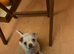 Beautiful be more Barry pup