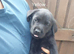 Labrador puppies ready now